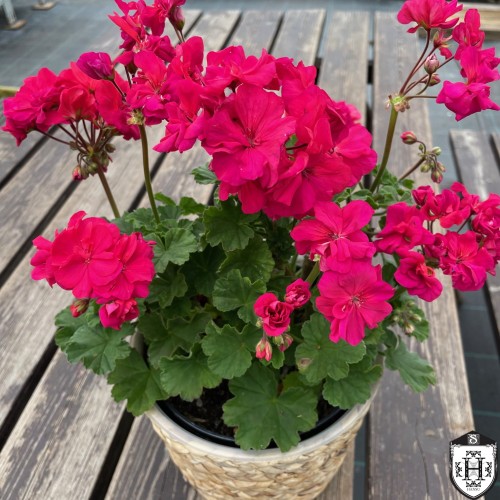 Pelargonium 'Cheiko' - Pelargoon 'Cheiko' P9/0,55L